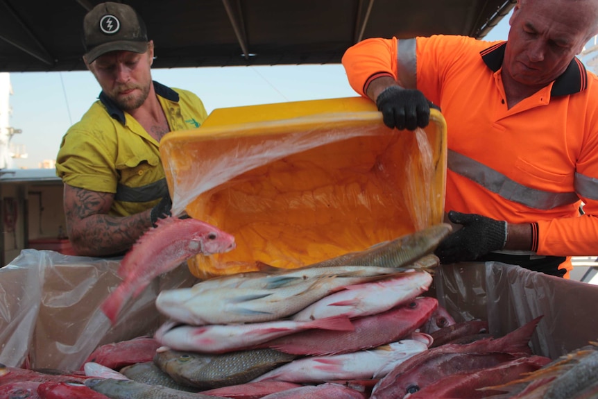 Hombres vertiendo pescado capturado en caja de distribución.