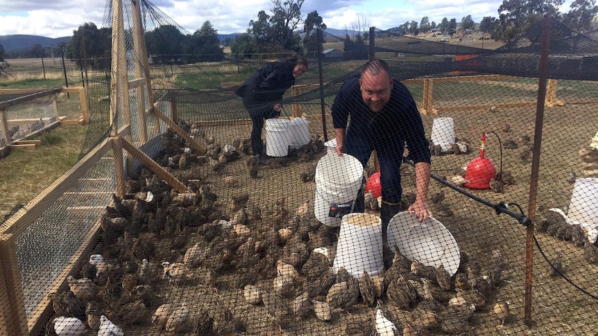 Brendan Sheldrick and Leanne Crofts feed the quail at their farm in Eugowra in NSW.