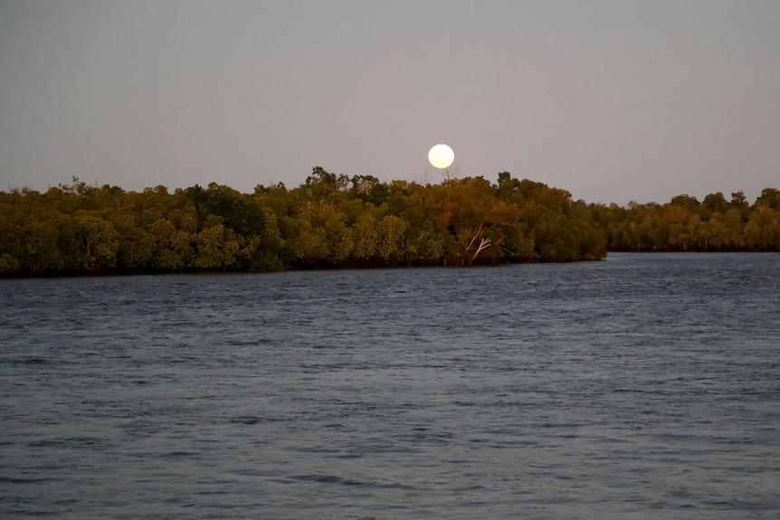 A lake with mangrove trees in the background and a full moon over it.