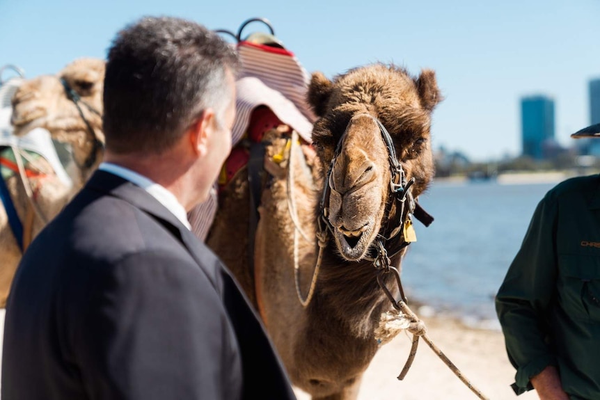 Tourism Minister Paul Papalia patting a camel on the South Perth foreshore.