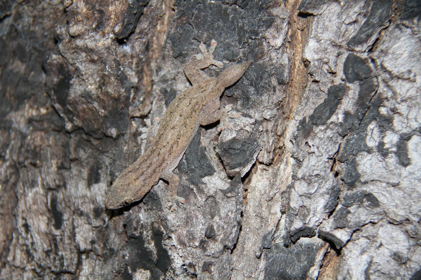 Asian House Gecko without a tail climbing on a wall