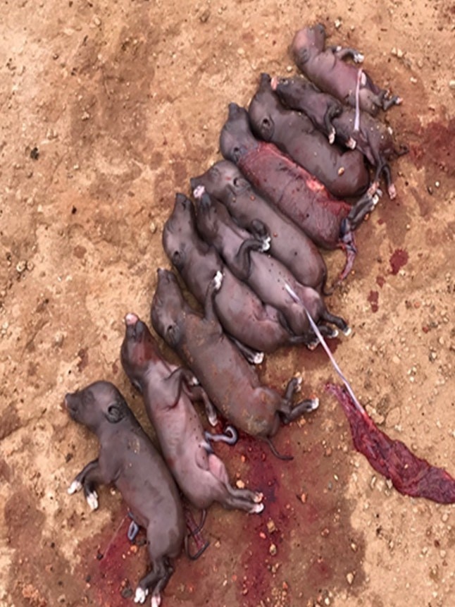 10 piglets that were removed from a feral pig