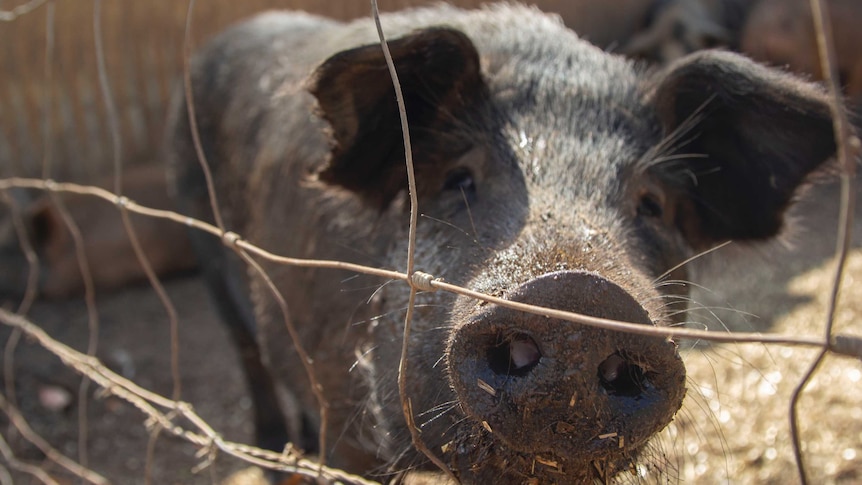 A pig on a farm near Darwin, NT