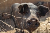 A pig on a farm near Darwin, NT