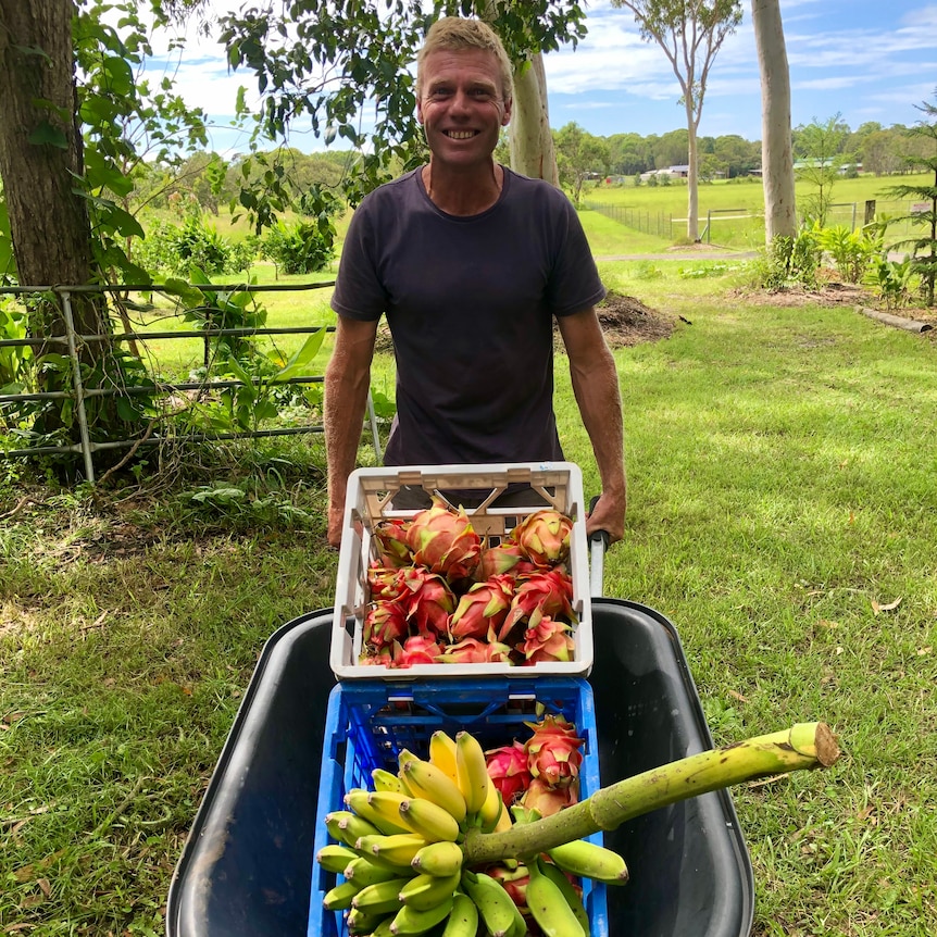 A smiling man wheeling a barrow load of dragonfruit and bananas.