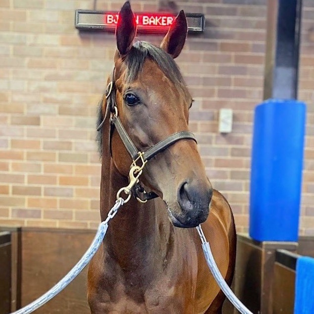 Close up of a race horse in a stable