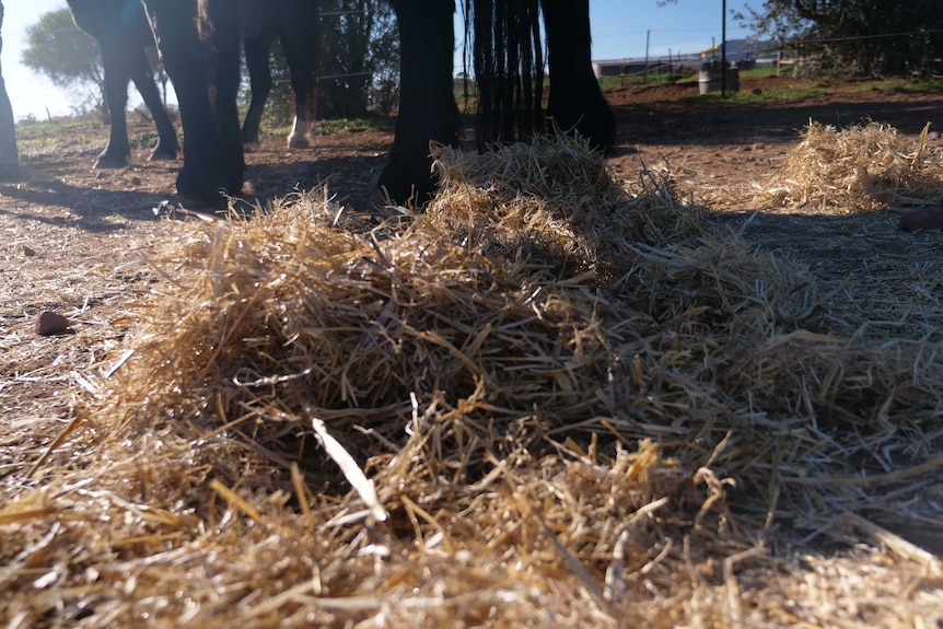 Close up of straw with horses in the background.