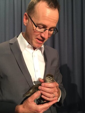 But Greens MP David Shoebridge with duckling