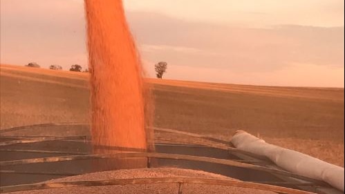 Grain from a bumper harvest pours out of an auger in the Millewa.