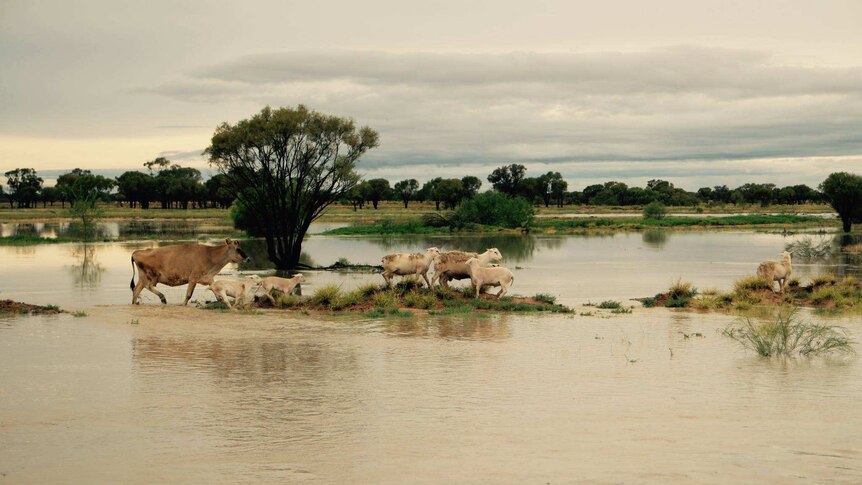 A cow with sheep walking through water in a paddock.