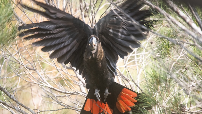 glossy black cockatoo with wings widespread and tail with red feather highlights in full show
