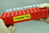 A tray of phials to be tested for swine flu