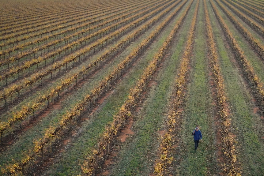 An aerial view of a man walking along through a field of rows of vines.