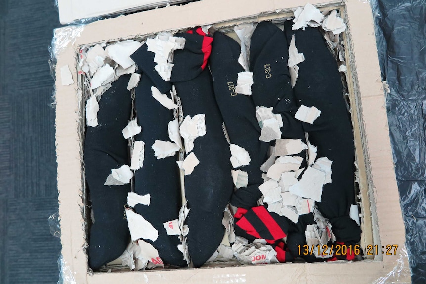 Lizards packed in socks for smuggling inside a hollowed out book