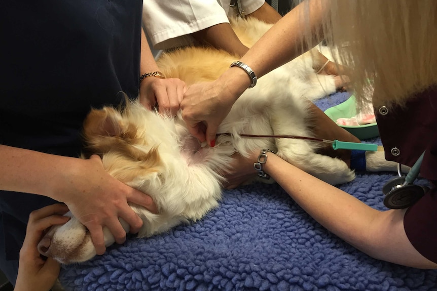 A dog is held down on a blanket by two vet nurses as one takes blood from its neck.