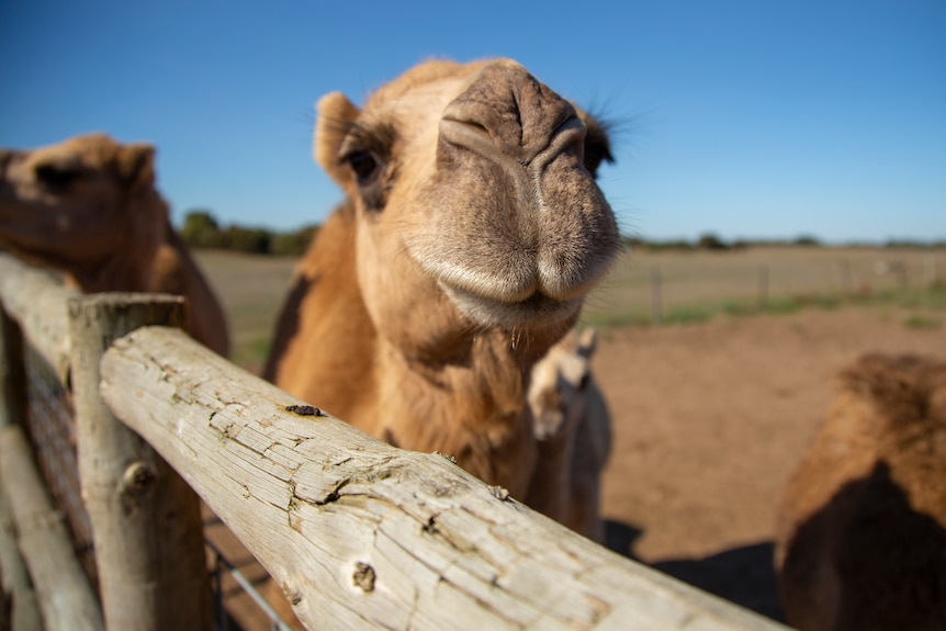 A camel behind a wooden fence.