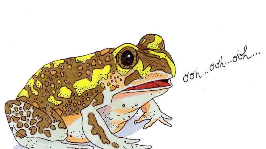 A brown frog with yellow stripes, calling:  "Ooh … ooh … ooh …"