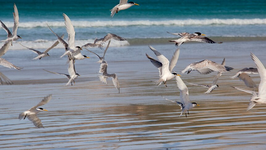 White and grey birds in flight along the oceans edge