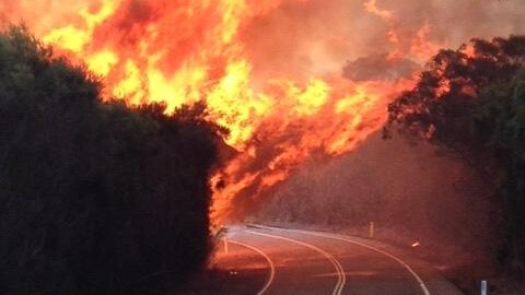 Fire crosses West Head Road, in the Ku-Ring-Gai National Park north of Sydney, January 18, 2013.