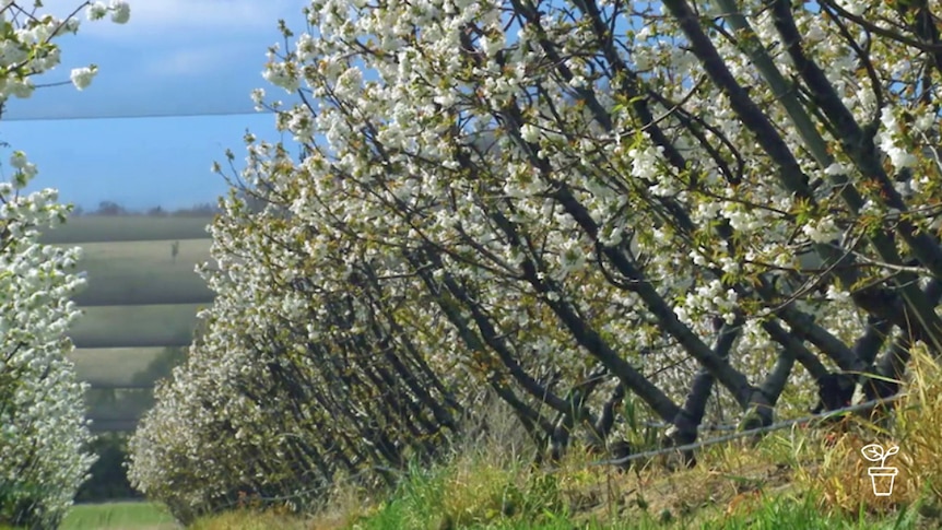 Flowering cherry trees growing in rows in orchard