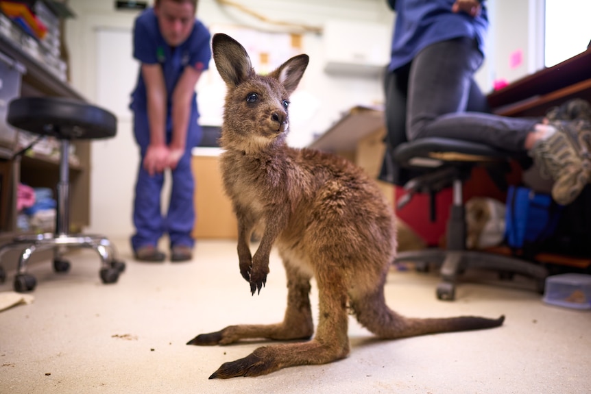 A wallaby stands on the floor in a room while vets watch on.