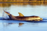 The dolphin calf in the water off Mandurah