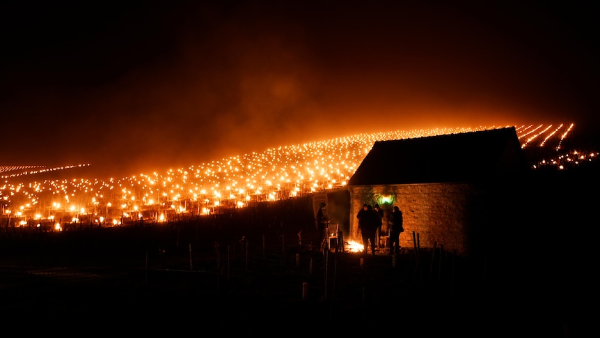 People stand near a fire next to a small building as more fires burn in a vineyard in the background