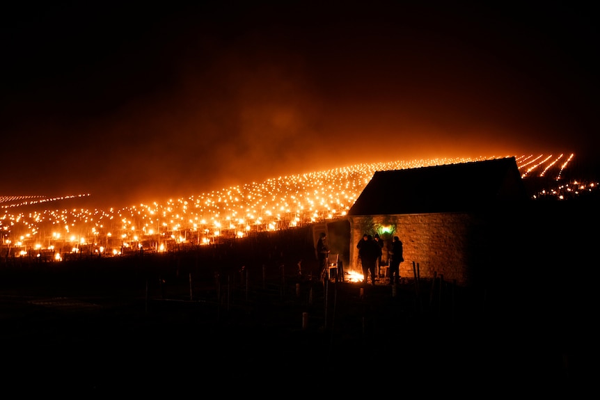 People stand near a fire next to a small building as more fires burn in a vineyard in the background
