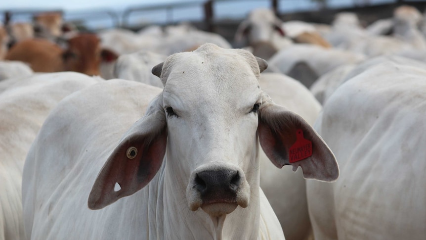 One of the hundreds of thousands of cattle exported from Australia each year.