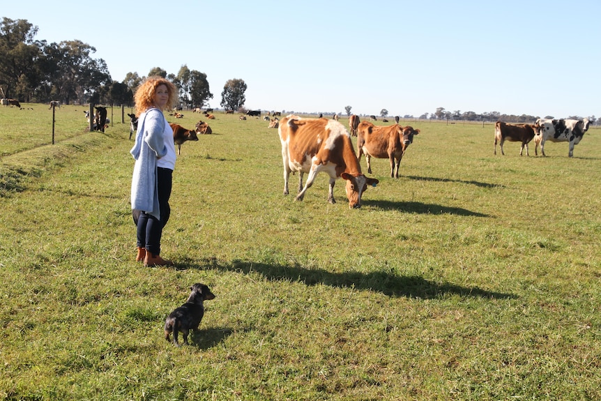 A woman and dog stand in a paddock with cows
