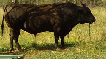 Wagyu breeder says communicating straight to market way to carve niche brand