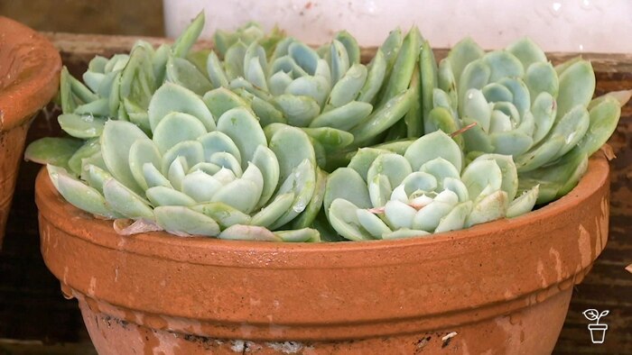 Terracotta pot filled with succulent plants.