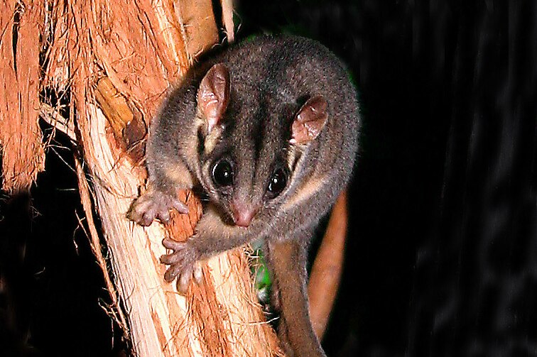 A small Leadbeater's possum.