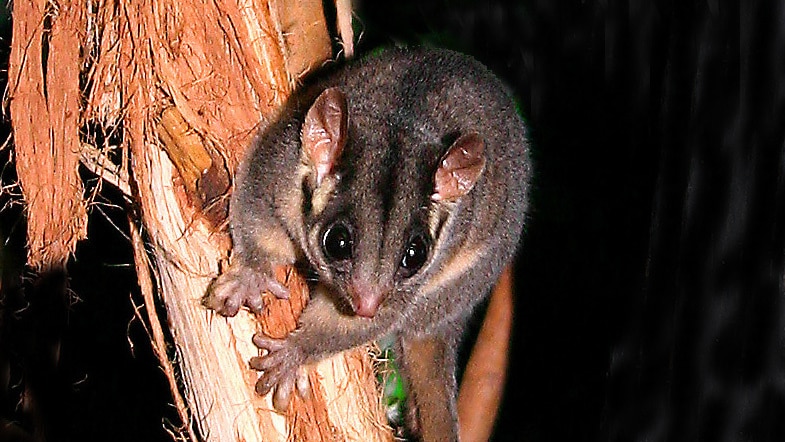 A small Leadbeater's possum.