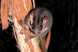 Leadbeater's possum
