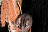 Leadbeater's possum