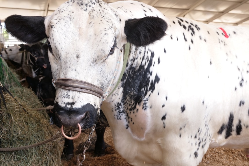 Big white with black speckle bull with nose ring, tied in a stall