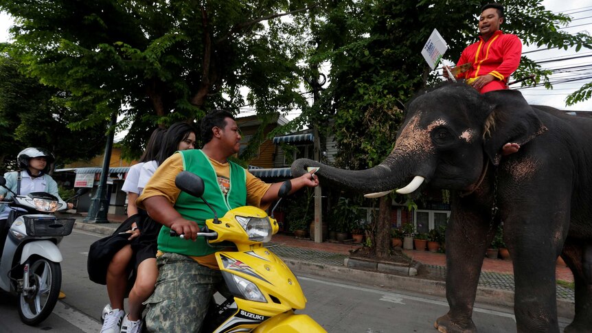 Motorists receive pamphlets from elephant