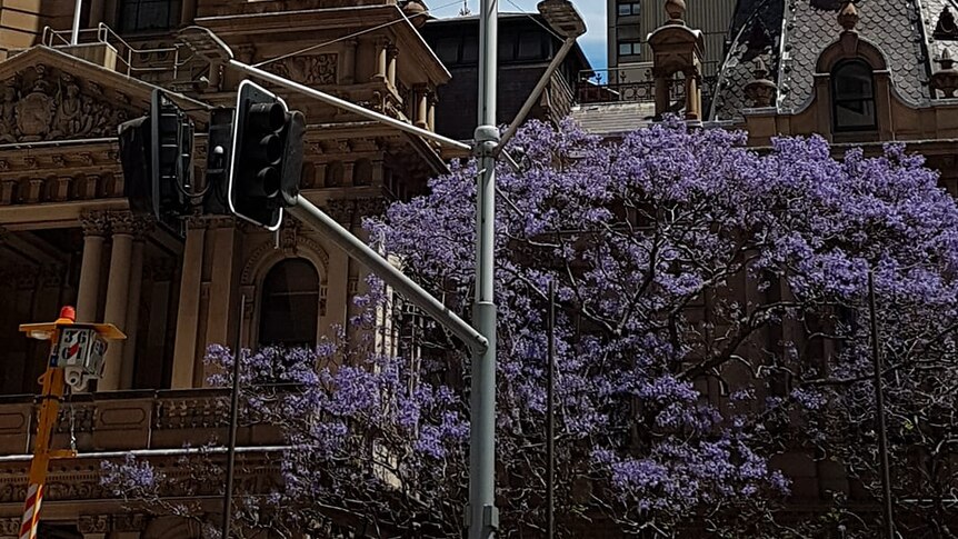 Jacaranda tree Sydney Town Hall