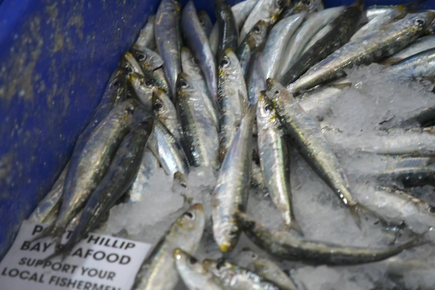 Photo of sardines in a box of ice.