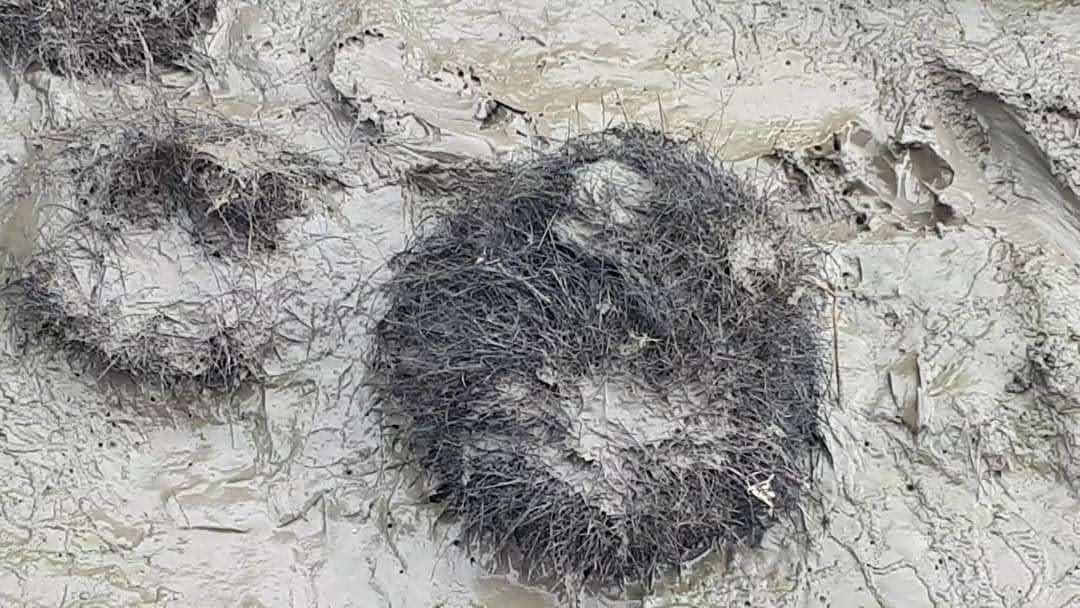 A mess of black fur sits in brown, wet mud.