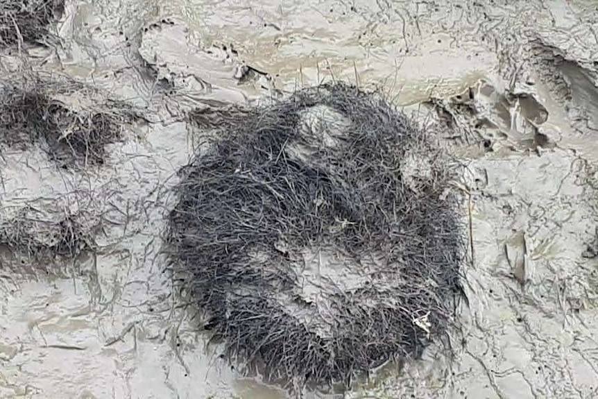A mess of black fur sits in brown, wet mud.