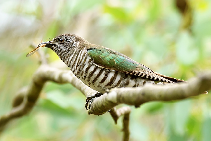 Shining Bronze-cuckoo