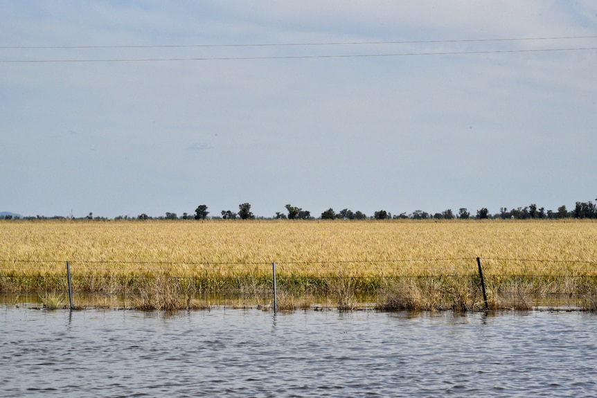 A flooded yellow wheat crop behind a wire fence.