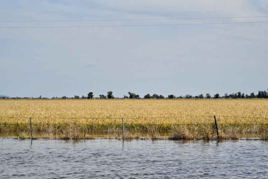 Une récolte de blé jaune inondée derrière un grillage.