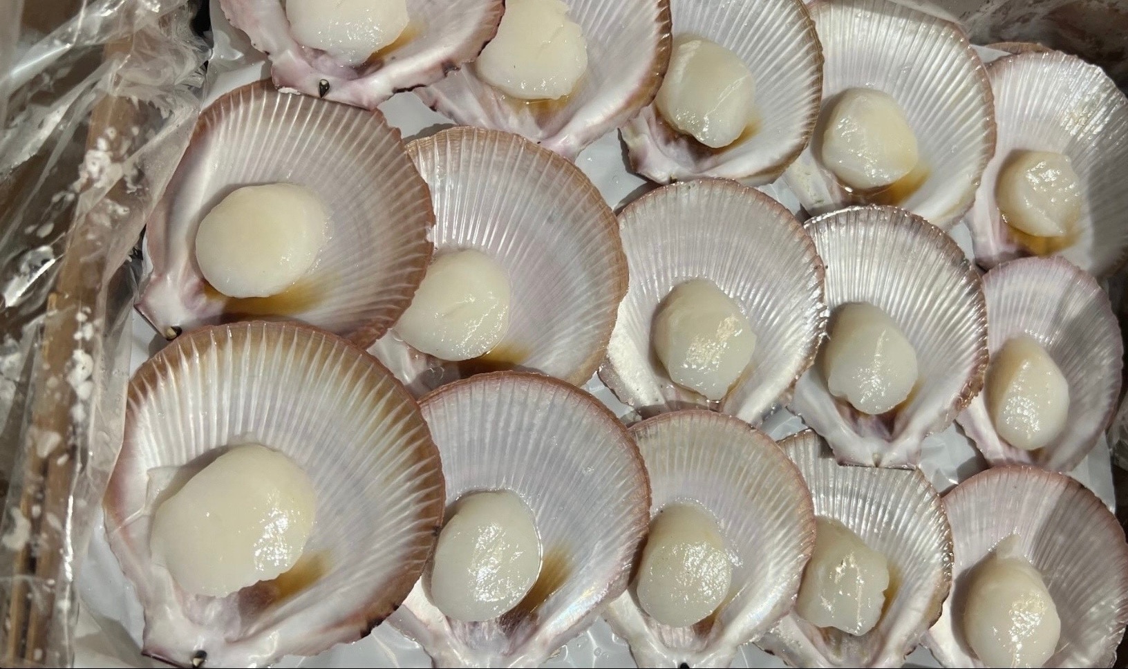 Una bandeja de vieiras brillantes e iridiscentes.