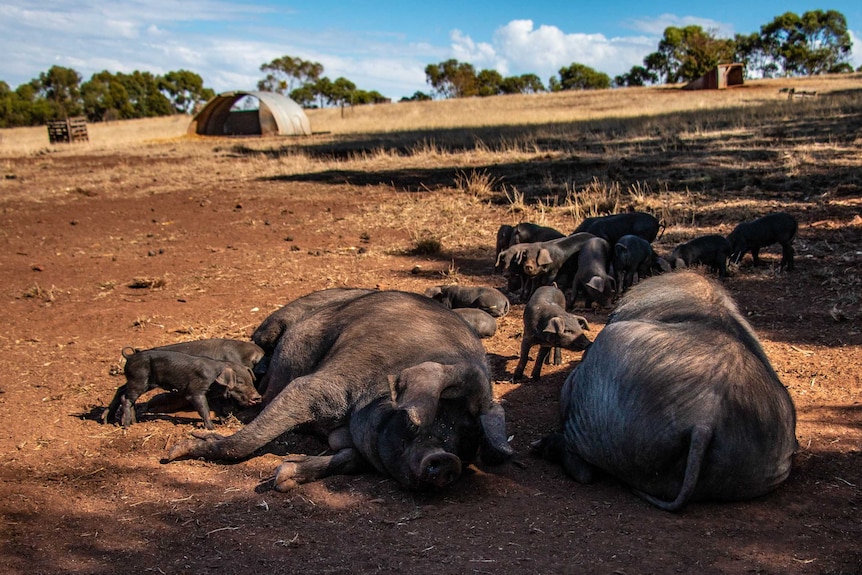 Black free range pigs lie in the dirt surrounded by their piglets.