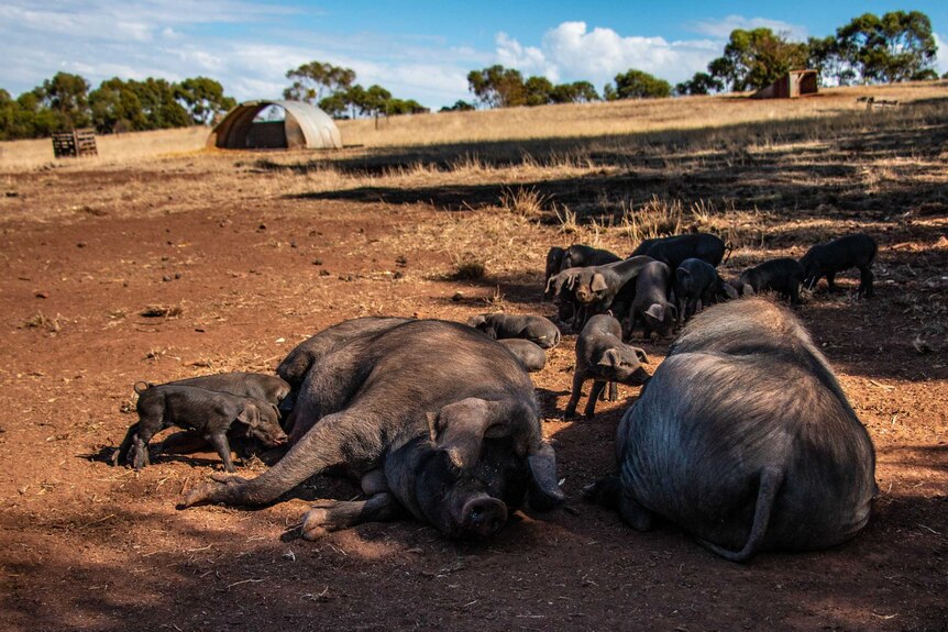 Black free range pigs lie in the dirt surrounded by their piglets.