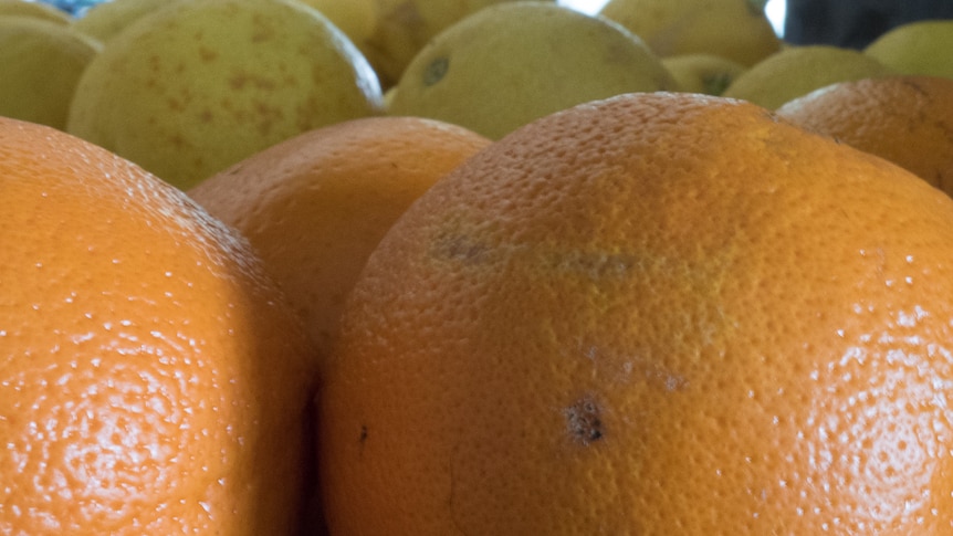 Home-grown oranges and lemons.