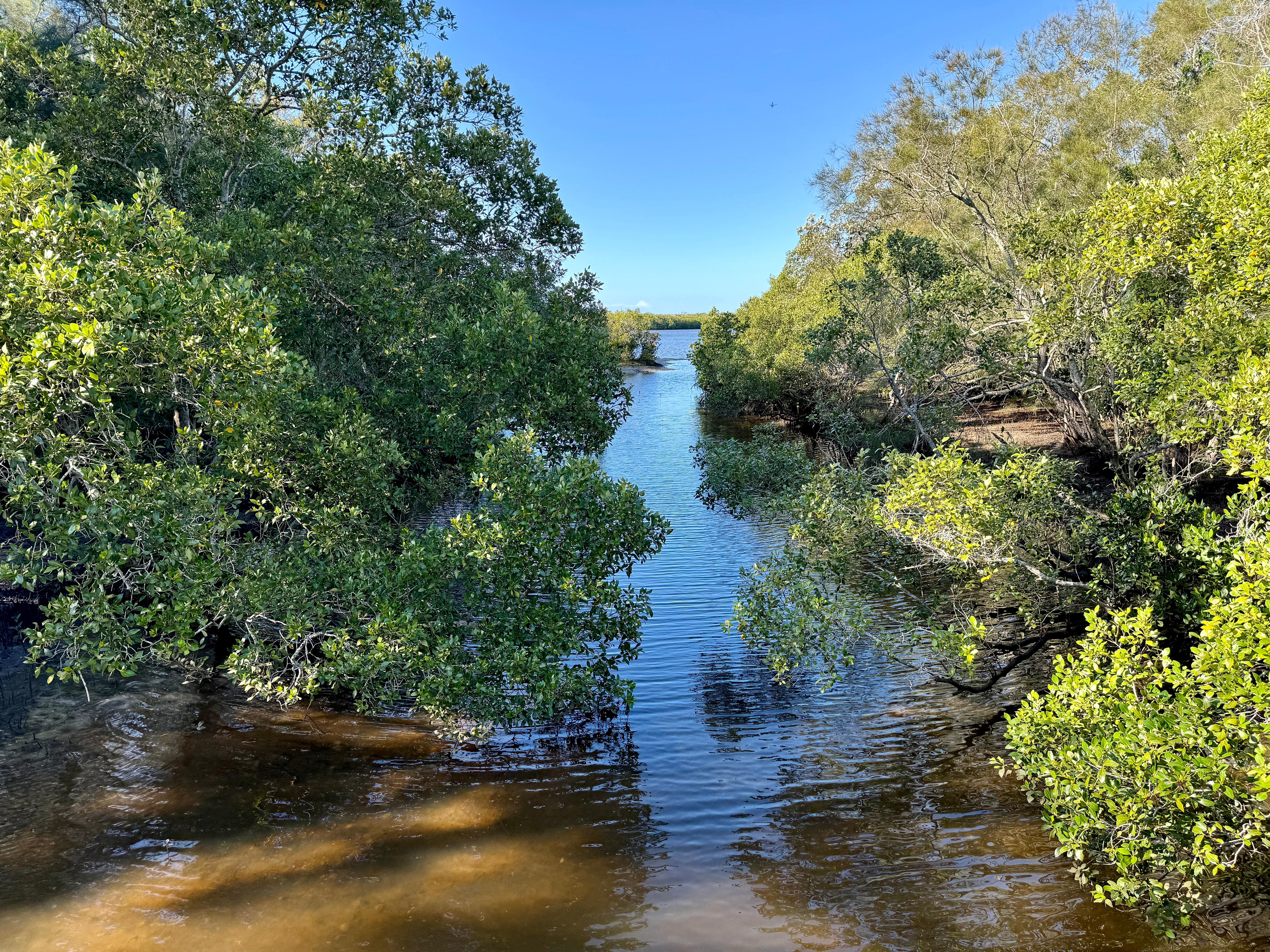 A tidal creek surrounded by mangroves.